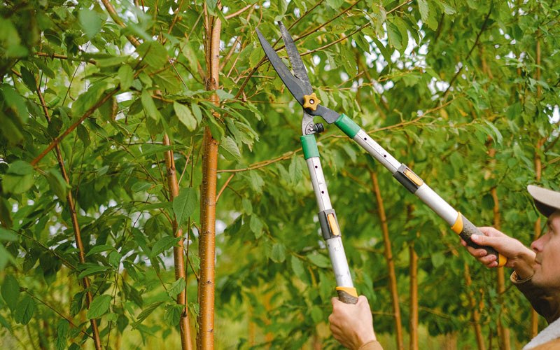 Tree trimming in Kake, AK